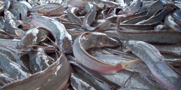 M invested in Catfish farming by a farmer in Akuapem North M invested in Catfish farming by a farmer in Akuapem North