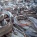 M invested in Catfish farming by a farmer in Akuapem North
