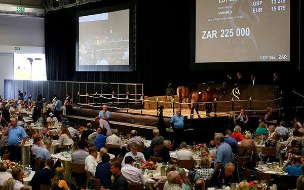 Tattersalls To Partner With South Africa’s Cape Thoroughbred Sales – Horse Racing News Tattersalls To Partner With South Africa’s Cape Thoroughbred Sales – Horse Racing News