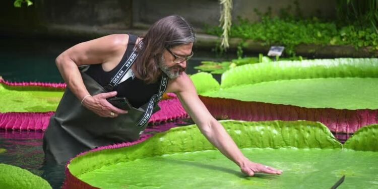 Giant waterlily species, Victoria boliviana, goes undiscovered at London’s Kew Gardens for 177 years