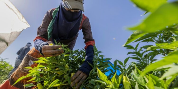 Egypt's small farms play big role but struggle to survive – eNCA