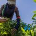 Egypt's small farms play big role but struggle to survive – eNCA Egypt's small farms play big role but struggle to survive – eNCA