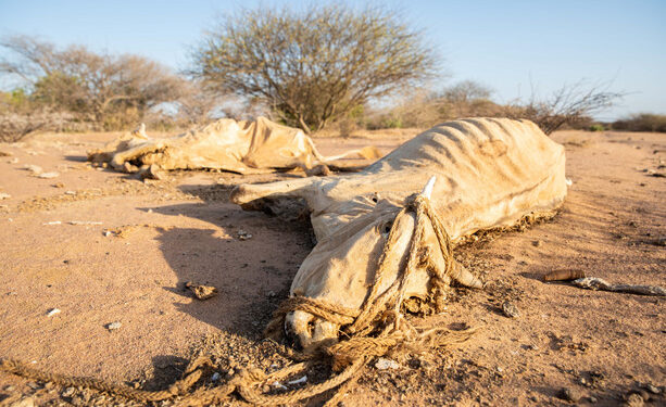 The drought causing animals to drop dead in Kenya