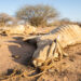 The drought causing animals to drop dead in Kenya