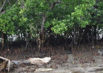 With mangrove conservation, Kenya’s coastal communities plant seeds of sustainable ‘blue growth’ |