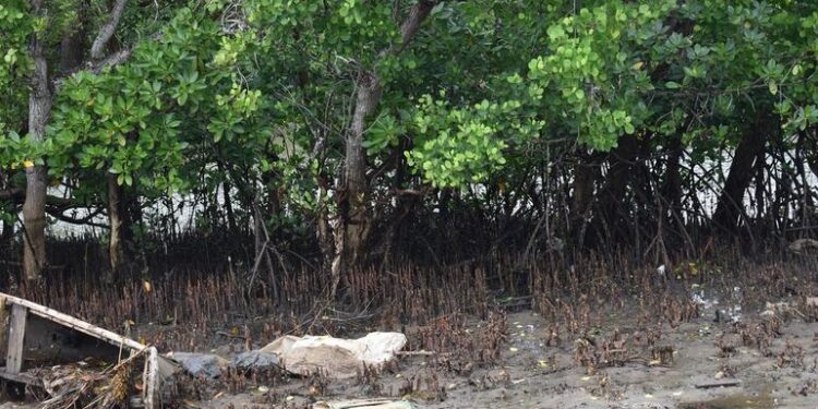 With mangrove conservation, Kenya’s coastal communities plant seeds of sustainable ‘blue growth’ | With mangrove conservation, Kenya’s coastal communities plant seeds of sustainable ‘blue growth’ |