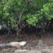 With mangrove conservation, Kenya’s coastal communities plant seeds of sustainable ‘blue growth’ | With mangrove conservation, Kenya’s coastal communities plant seeds of sustainable ‘blue growth’ |