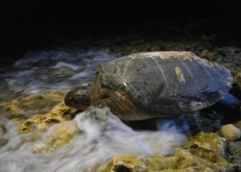 Cuban sea turtles can’t escape climate change, even on far-flung beaches