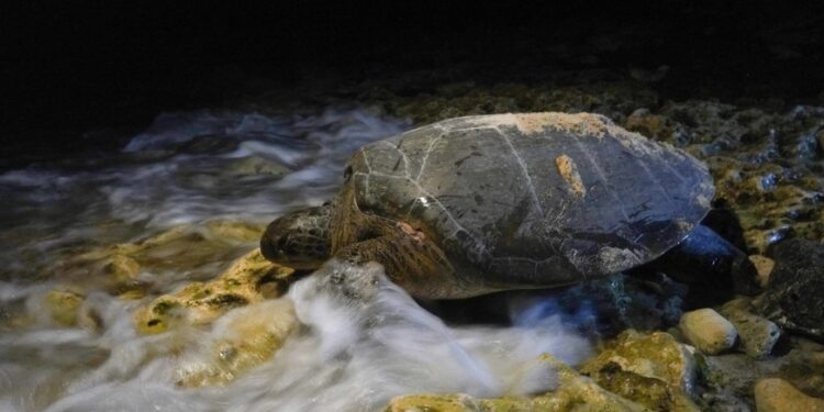 Cuban sea turtles can’t escape climate change, even on far-flung beaches