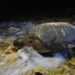 Cuban sea turtles can’t escape climate change, even on far-flung beaches