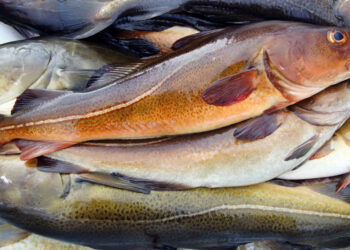 Germany, Portgual lift imports of Norwegian fresh cod