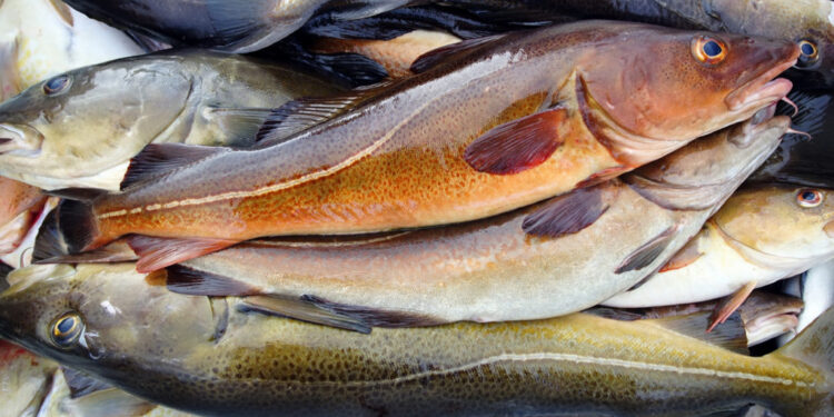 Germany, Portgual lift imports of Norwegian fresh cod Germany, Portgual lift imports of Norwegian fresh cod