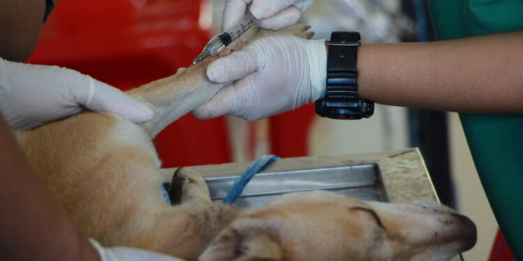 Canada to limit foreign dogs over rabies concerns