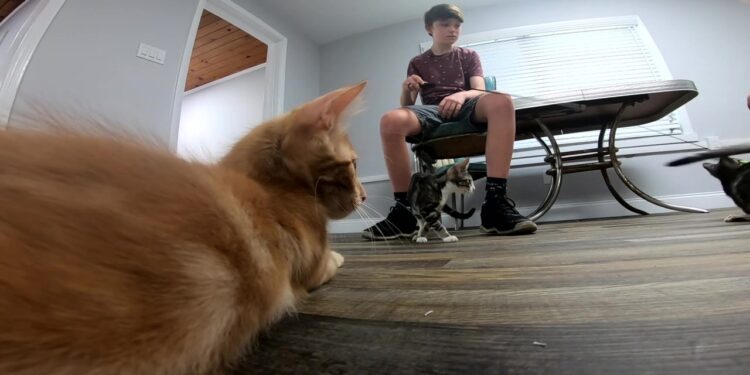 Lakeland goes to the cats with new feline cafés, mobile adoption center