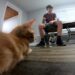 Lakeland goes to the cats with new feline cafés, mobile adoption center
