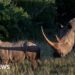 Kenya: Wildlife trafficking suspect seized after m reward – BBC