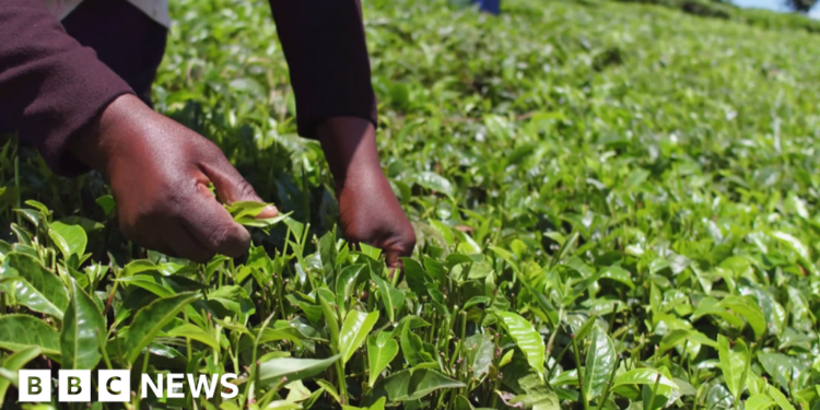 Kenyan tea pickers' court bid against Scottish farm brought to a halt – BBC