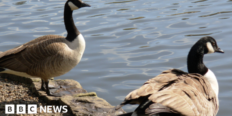 Lydney Mayor receives death threats over possible Canada Geese 'cull' – BBC