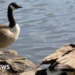 Lydney Mayor receives death threats over possible Canada Geese 'cull' – BBC Lydney Mayor receives death threats over possible Canada Geese 'cull' – BBC