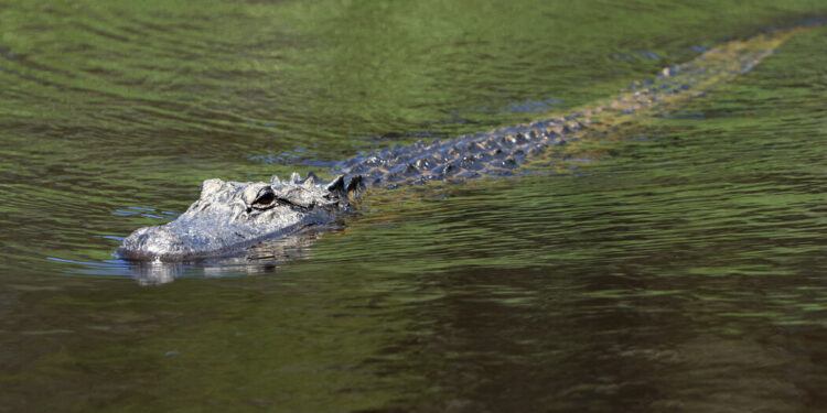 Alligator Kills Woman in South Carolina