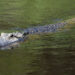 Alligator Kills Woman in South Carolina Alligator Kills Woman in South Carolina
