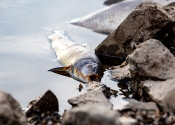 Germany news: Thousands of fish wash up dead sparking nauseating stench | Nature | News