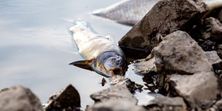 Germany news: Thousands of fish wash up dead sparking nauseating stench | Nature | News