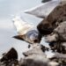 Germany news: Thousands of fish wash up dead sparking nauseating stench | Nature | News Germany news: Thousands of fish wash up dead sparking nauseating stench | Nature | News