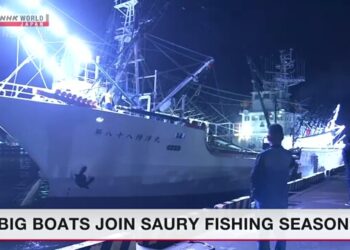 Saury fishing season begins for bigger vessels