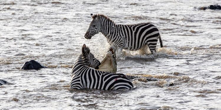 Incredible moment zebra sinks its teeth into a crocodile’s throat in Kenya Incredible moment zebra sinks its teeth into a crocodile’s throat in Kenya