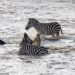 Incredible moment zebra sinks its teeth into a crocodile’s throat in Kenya Incredible moment zebra sinks its teeth into a crocodile’s throat in Kenya