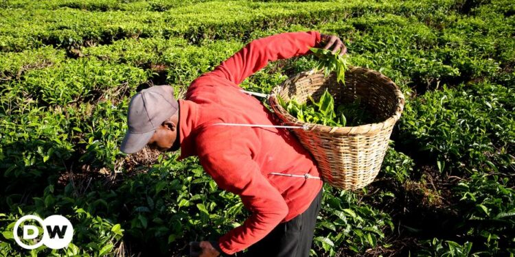 Kenyans sue UK government for colonial land theft | News | DW Kenyans sue UK government for colonial land theft | News | DW