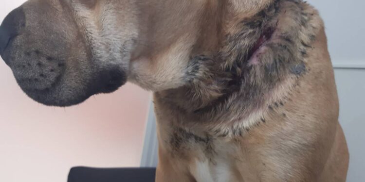 Deedee one of thousands of dogs in New Zealand spending their lives on a chain Deedee one of thousands of dogs in New Zealand spending their lives on a chain