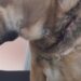 Deedee one of thousands of dogs in New Zealand spending their lives on a chain