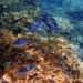 Great Barrier Reef Coral Cover At Record Levels: Report
