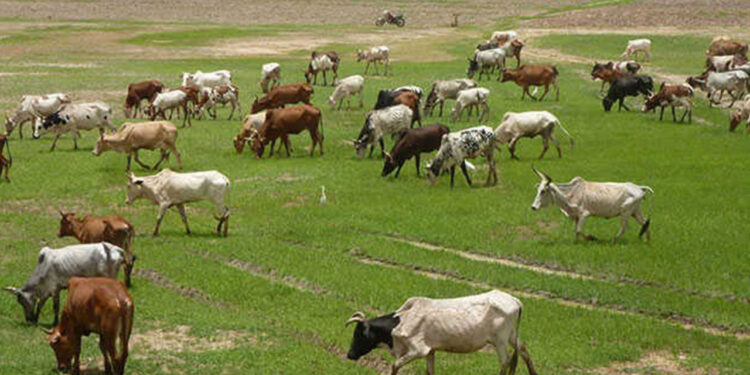 FG to revisit remodelled ranching programme | The Guardian Nigeria News FG to revisit remodelled ranching programme | The Guardian Nigeria News