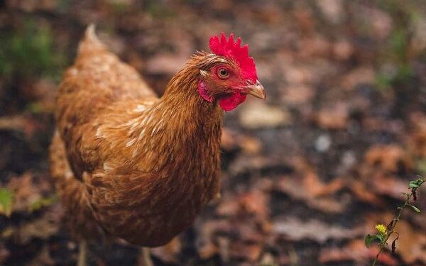 Proposed change for by-laws around animal slaughter in South Africa