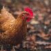 Proposed change for by-laws around animal slaughter in South Africa