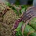 Competition From Kenya Causes Sluggish Khat Exports | The Reporter