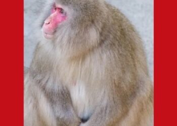 Japanese monkey-hunting team shoots woman with tranquilizer dart