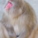 Japanese monkey-hunting team shoots woman with tranquilizer dart Japanese monkey-hunting team shoots woman with tranquilizer dart
