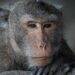 Monkeys in Indonesia use stones as sex toys, study suggests, in new example of creative tool use in animals Monkeys in Indonesia use stones as sex toys, study suggests, in new example of creative tool use in animals