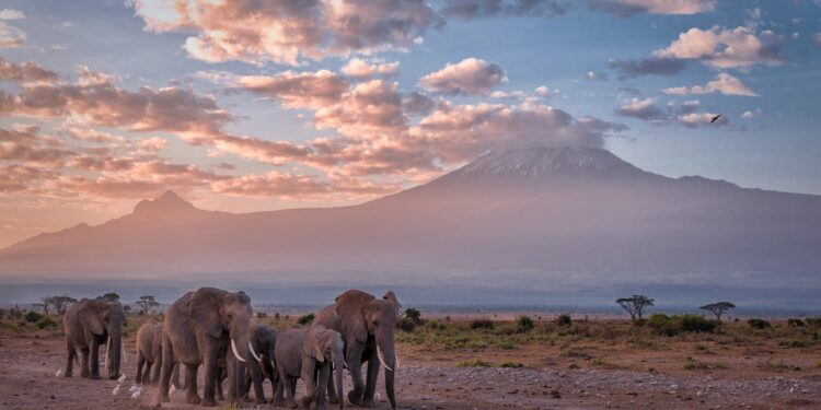 The best place in Africa to encounter elephants is feeling the pressure of conservation success