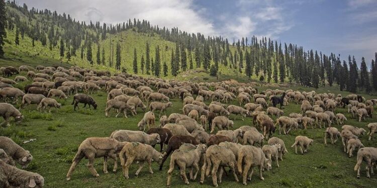J&K, New Zealand Govts To Jointly Develop Sheep Husbandry Sector In UT J&K, New Zealand Govts To Jointly Develop Sheep Husbandry Sector In UT