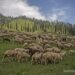 J&K, New Zealand Govts To Jointly Develop Sheep Husbandry Sector In UT J&K, New Zealand Govts To Jointly Develop Sheep Husbandry Sector In UT
