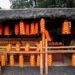 Tonnes of fruit stranded in EU, South Africa battle of oranges Tonnes of fruit stranded in EU, South Africa battle of oranges