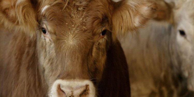 Trade agreement with New Zealand damaging to Scottish farmers, say ministers