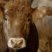 Trade agreement with New Zealand damaging to Scottish farmers, say ministers