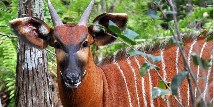 New Mountain Bongo and Black Rhino sanctuary to come on Mt. Kenya