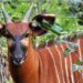 New Mountain Bongo and Black Rhino sanctuary to come on Mt. Kenya